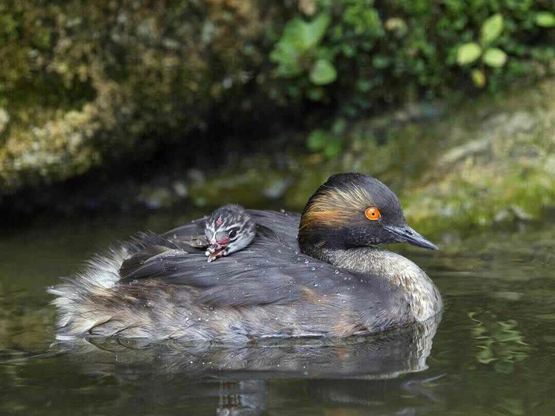 Black-necked Grebe